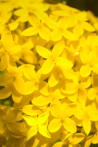 Roter Ixora Flamme Des Waldes Ixora Coccinea Indien — Stockfoto