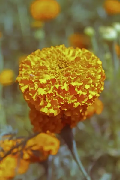 Blumen Von Tagetes Erecta Afrikanischer Ringelblume Maharashtra Indien — Stockfoto