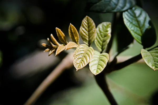 Hoja Púrpura Allamanda Allamanda Blanchetii Pune Maharashtra India —  Fotos de Stock