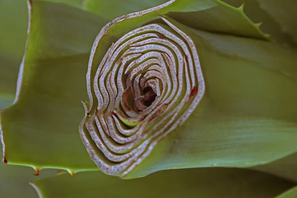 Agave Americana Plante Siècle Maguey Aloès Américain — Photo