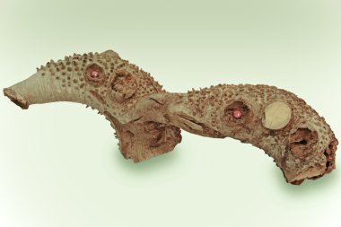 Tahta Heykel Deniz Hayvanı