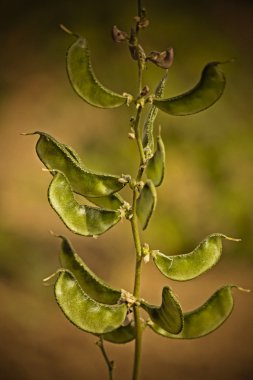 Laboratuvar purpureus L., Pawata, Papilionaceae, Leguminosae, Papilionoideae, Fabaceae