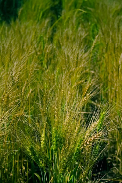 Сфера Тритікум Естетіум Урожай Пшениці Махараштра Індія — стокове фото