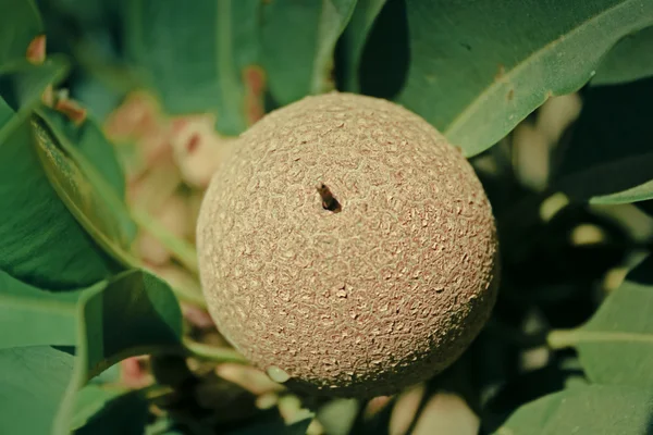 Arbre Chiku Sapodilla Aux Fruits Manilkara Achras — Photo