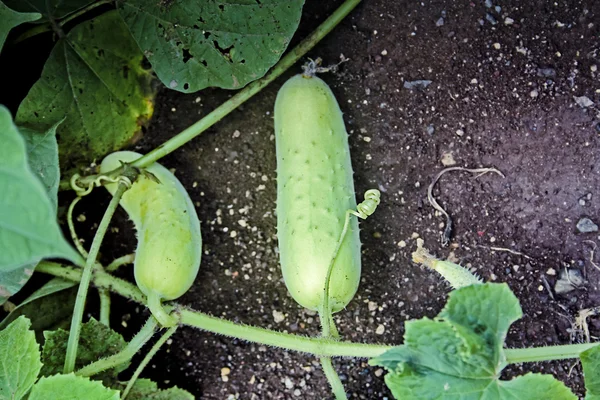 Cucumber Cucumis Sativus Widely Cultivated Plant Gourd Family Cucurbitaceae Creeping — Stock Photo, Image