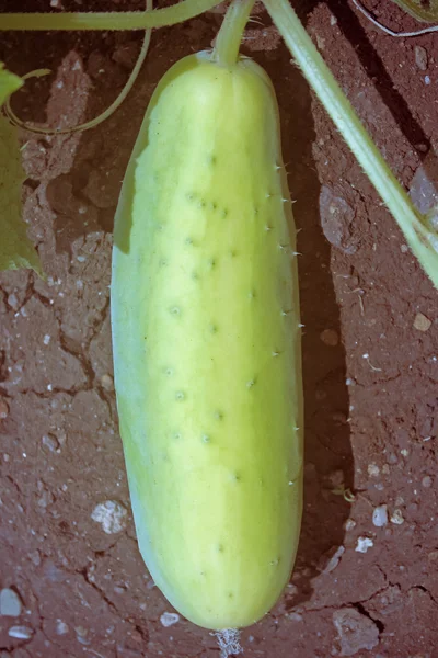 Cucumber Cucumis Sativus Widely Cultivated Plant Gourd Family Cucurbitaceae Creeping — Stock Photo, Image