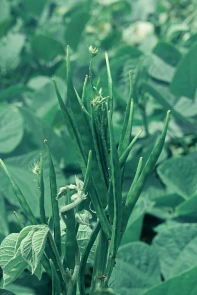 Guar Vegetal Cyamopsis Tetragonolobus Planta Índia — Fotografia de Stock