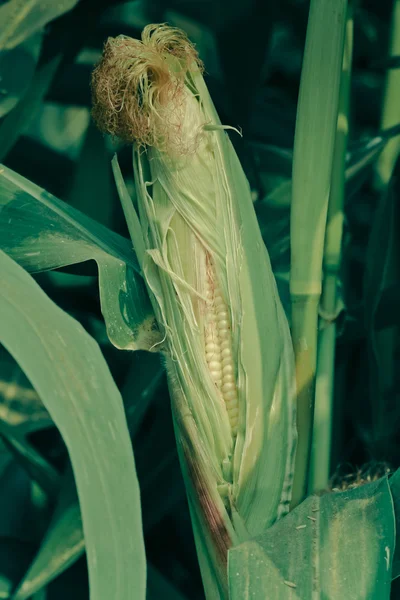 印度马哈拉施特拉邦玉米玉米 — 图库照片