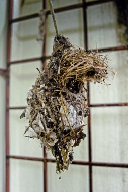 Nest of Purple-rumped Sunbird, Leptocoma zeylonica, India