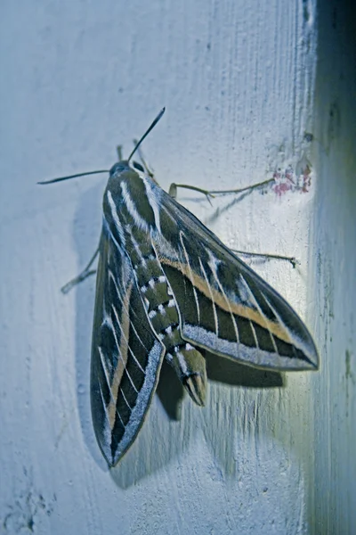 Esfinge Rayada Gestreepte Hawk Moth Gestreepte Pijlstaart — Stockfoto