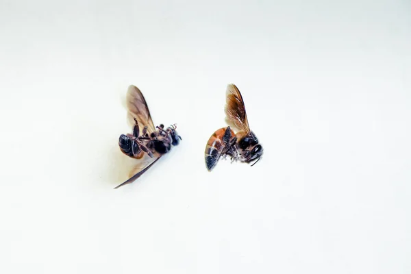 Honey Bees Apis Mellifera — Stock Photo, Image