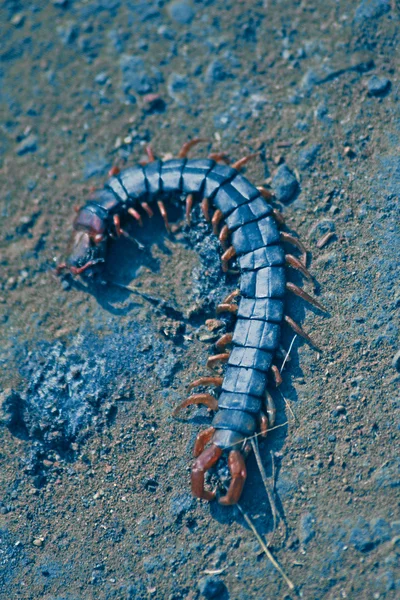 Centipede Scolopendra Subspinipes Mutilans — Stock Photo, Image