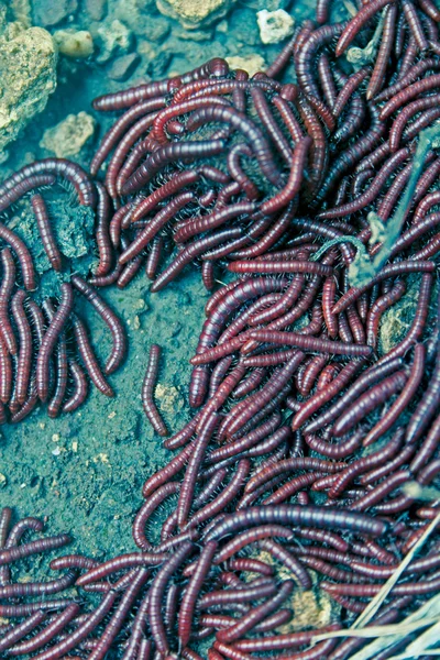 Millipedes Alarmed Most Millipedes Coil Attempt Protect Themselves Found Monsoon — Stock Photo, Image