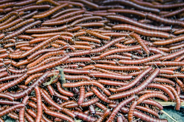 Millipedes Ketika Khawatir Sebagian Besar Millipedes Melingkar Dalam Upaya Untuk — Stok Foto