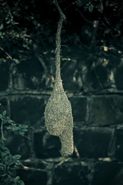 Baya Weaver Bird Ploceus Philippinus Nest India — Stok fotoğraf