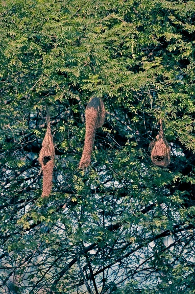 Pájaro Tejedor Baya Ploceus Philippinus Nest India —  Fotos de Stock