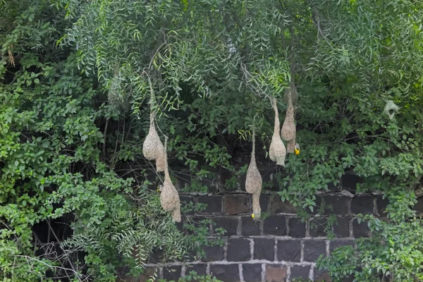 Pájaro Tejedor Baya Ploceus Philippinus Nest India — Foto de Stock