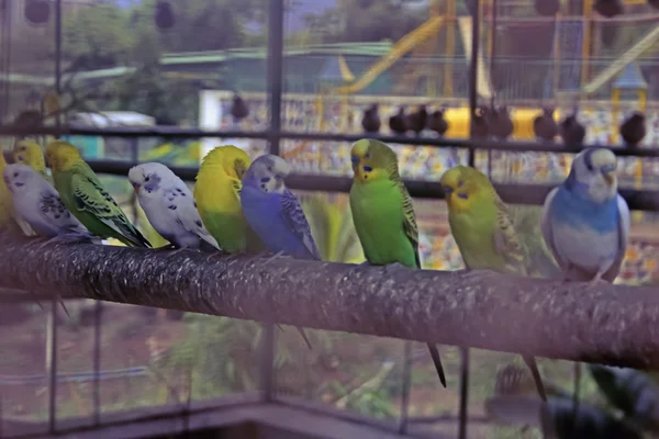 Aves Estimação Gaiola Índia — Fotografia de Stock