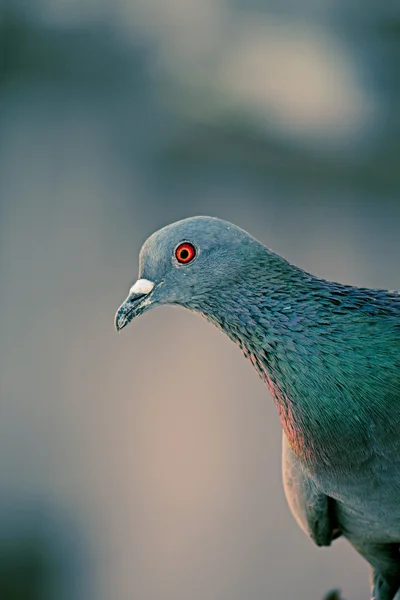 Holub Skalní Columba Livia Indie — Stock fotografie