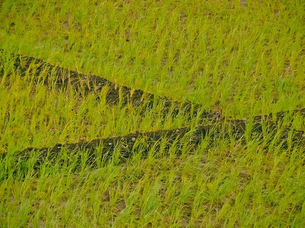 Pole Uprawy Ryżu Oryza Sativa Indie — Zdjęcie stockowe