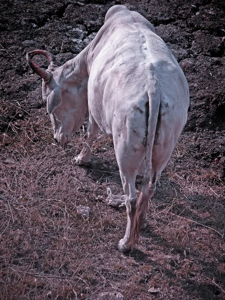 Domestic Animal Cow Bull Rural Area India — Stock Photo, Image