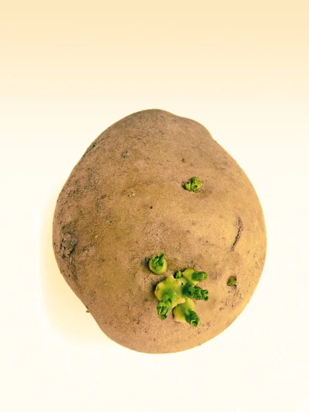 Patata Solanum Tuberosum Con Germogli — Foto Stock
