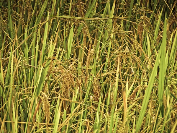 Campo Cultura Arroz Oryza Sativa — Fotografia de Stock