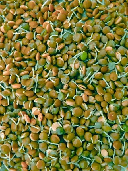 Lentils Sprouts Lens Esculenta Red Lentil Lens Culinaris — Stock Photo, Image