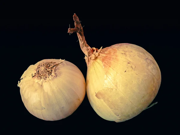 Zwiebel Allium Cepa Gemeines Gemüse — Stockfoto