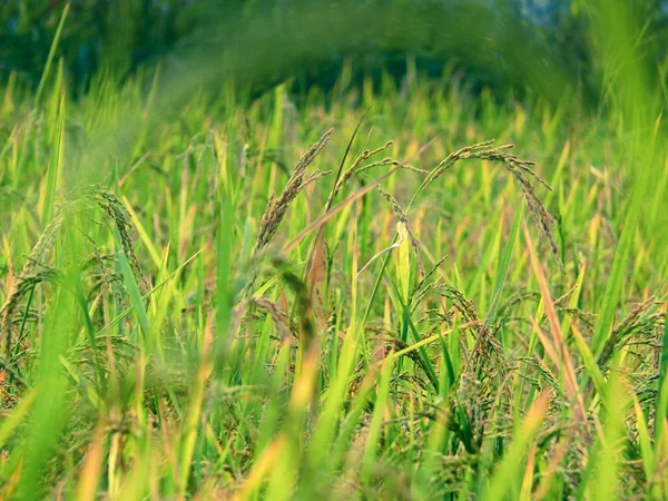 Field Rice Crop Oryza Sativa — Stock Photo, Image