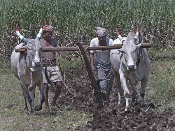 Фермер Оранє Області Традиційним Способом Махараштра Індія — стокове фото