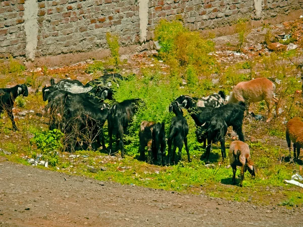 Ovce Ovis Canadensis Kozy Procházky Skupinách Venkovské Oblasti Maharashtra Indie — Stock fotografie