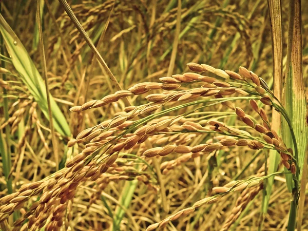 Campo Cultivo Arroz Oryza Sativa India — Foto de Stock