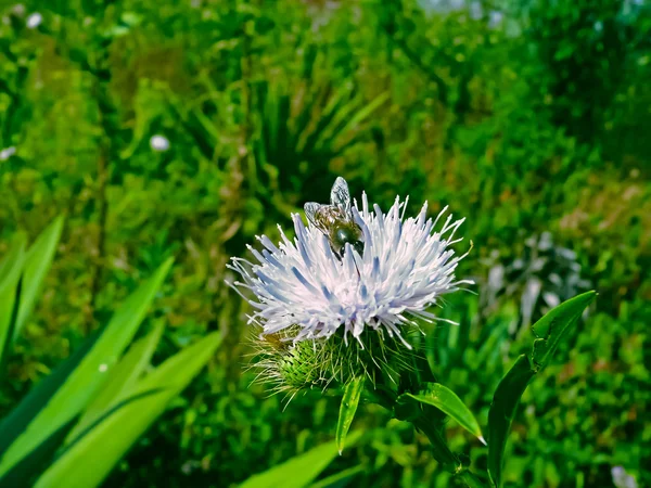 Apis Florea Small Honeybee Cardoon Cynara Cardunculus Hathichuk Flower — Stock Photo, Image