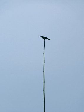 Ev kargası, Corvus Splendens, Pune, Maharashtra, Hindistan