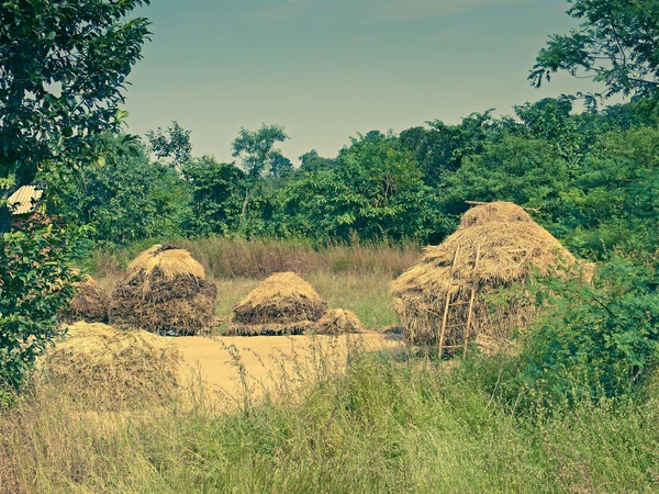 Сухая Трава Заготовленная Кормления Домашних Животных Сельских Районах Широле Махараштра — стоковое фото