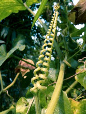 Tendril of Squash plant