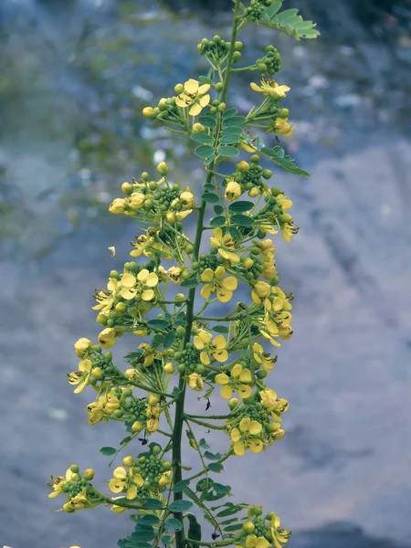 Цветы Spectacular Cassia Senna Spectabilis Cassia Spectabilis — стоковое фото