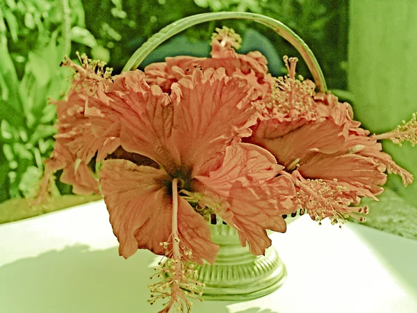 Червоний Гібіскус Рожево Сінські Квіти — стокове фото