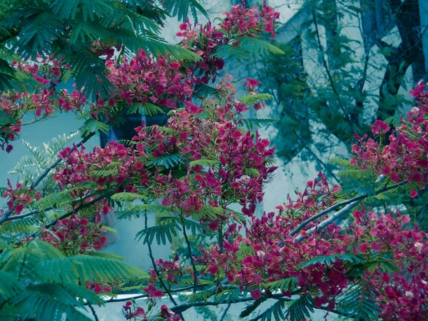 Flowers Gulmohur Delonix Regina Tree Full Blossom Ratnagiri Maharashtra India — Stock Photo, Image