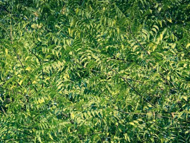 Neem, Azadirachta indica A. Jus