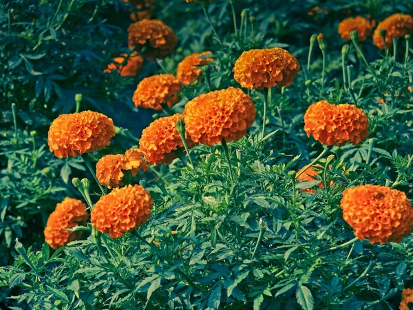 Field of Marigold flowers, Calendula officinalis LINN.