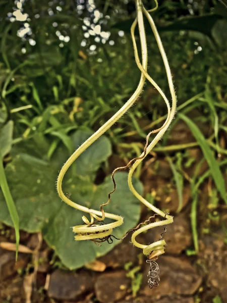 Tendril Ενός Πικρού Λαχανικό Ερπετό Φυτό — Φωτογραφία Αρχείου