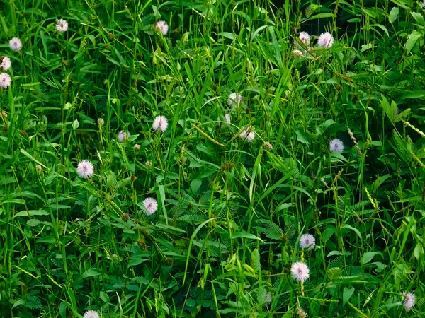 Květiny Mimózy — Stock fotografie