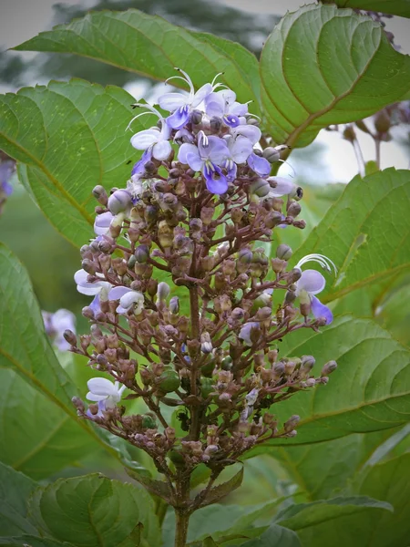 Clerodendrum Serratum Family Verbenaceae Shrub Serrate Leaves Beautiful Flowers Tender — Stock Photo, Image