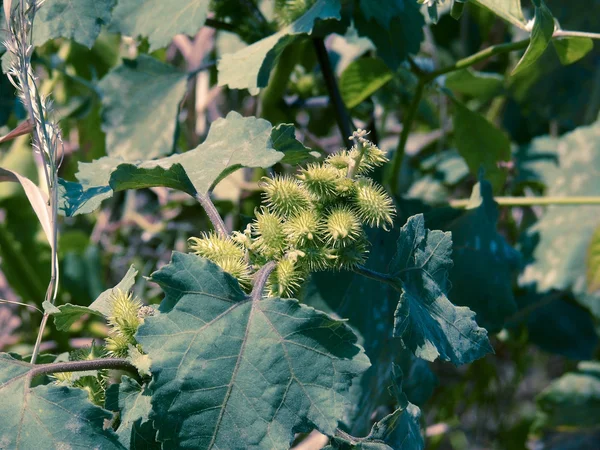 Fruits Noogoora Burr Xanthium Occidentale — Stock Photo, Image