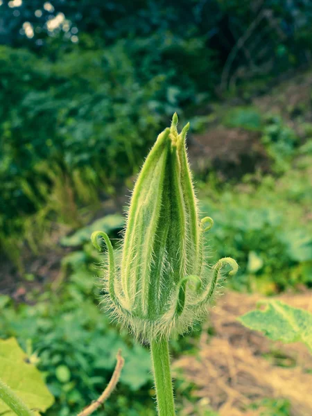 Cucumis Melo Fleur Femelle Melon Musc Sauvage — Photo