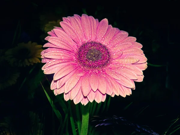 Gerbera Flori Gerbera Jamesonii — Fotografie, imagine de stoc