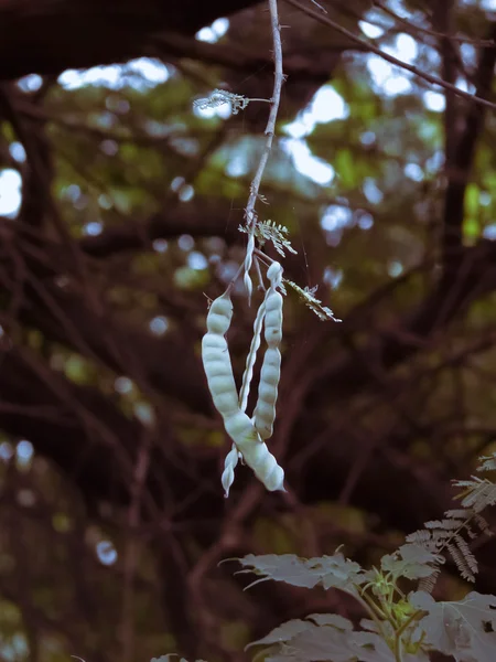 Pods Acacia Nilotica Babhul Tree India — Stock Photo, Image