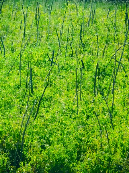 Campo Abelmoschus Esculentus Lady Finger —  Fotos de Stock